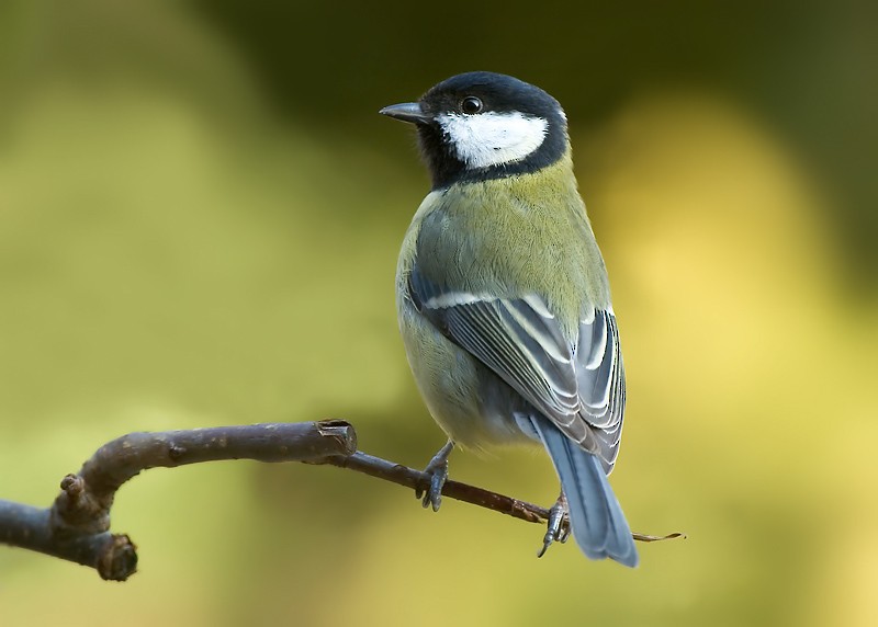 Great Tit - ML622502805