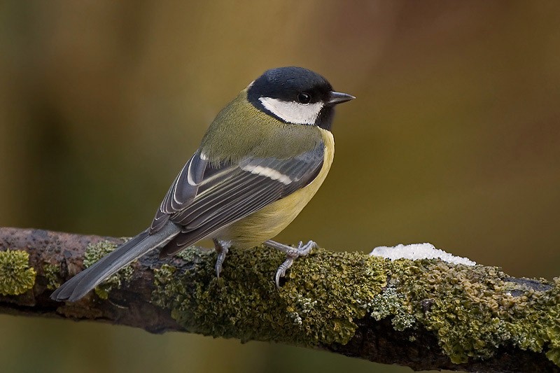 Great Tit - ML622502806