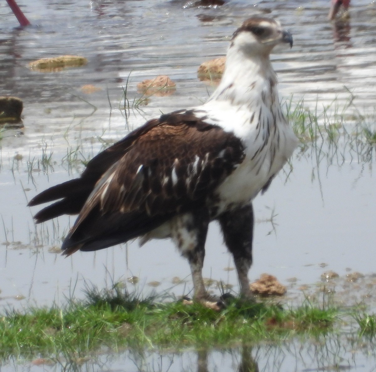 African Fish-Eagle - ML622502816