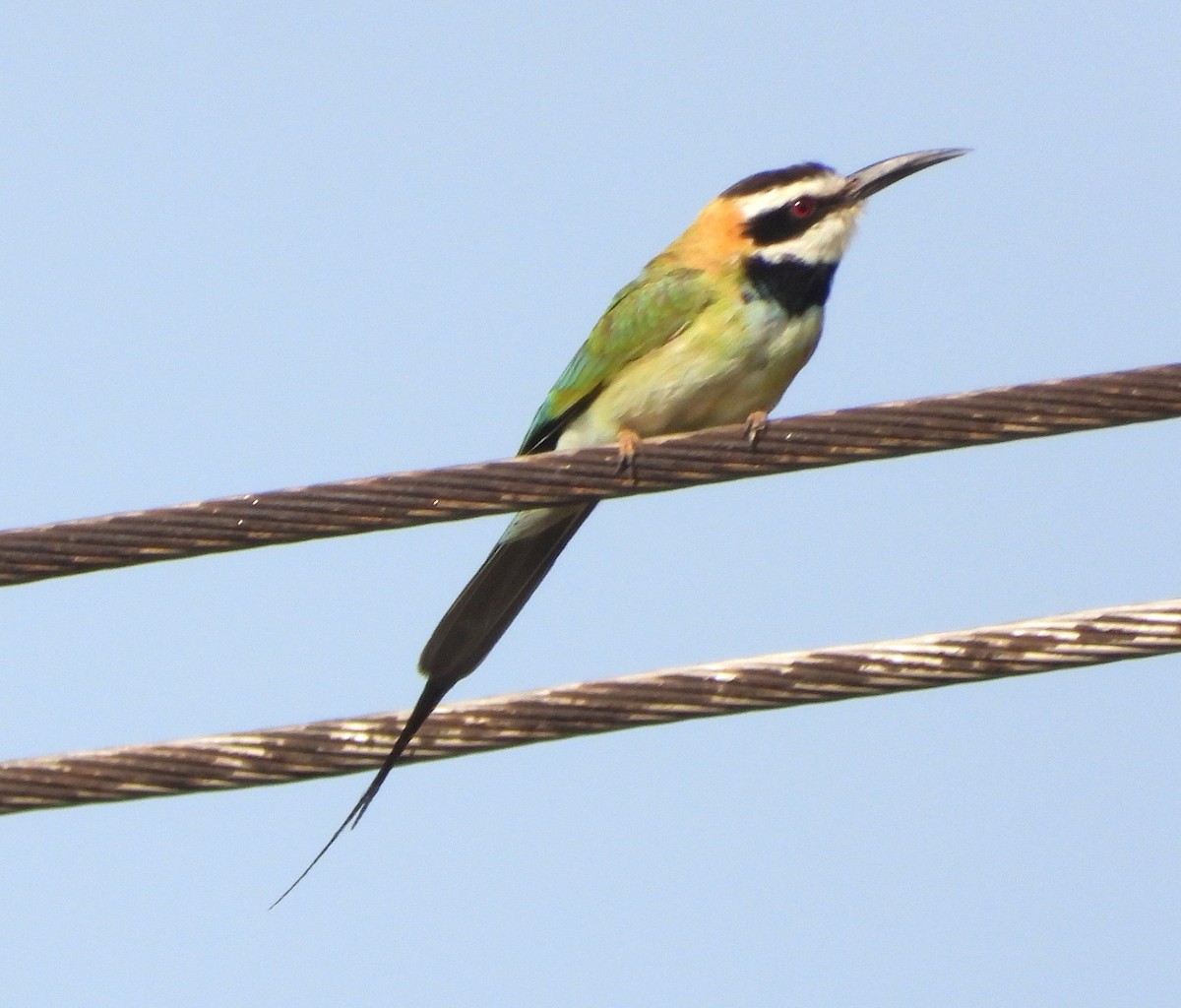 White-throated Bee-eater - ML622502823