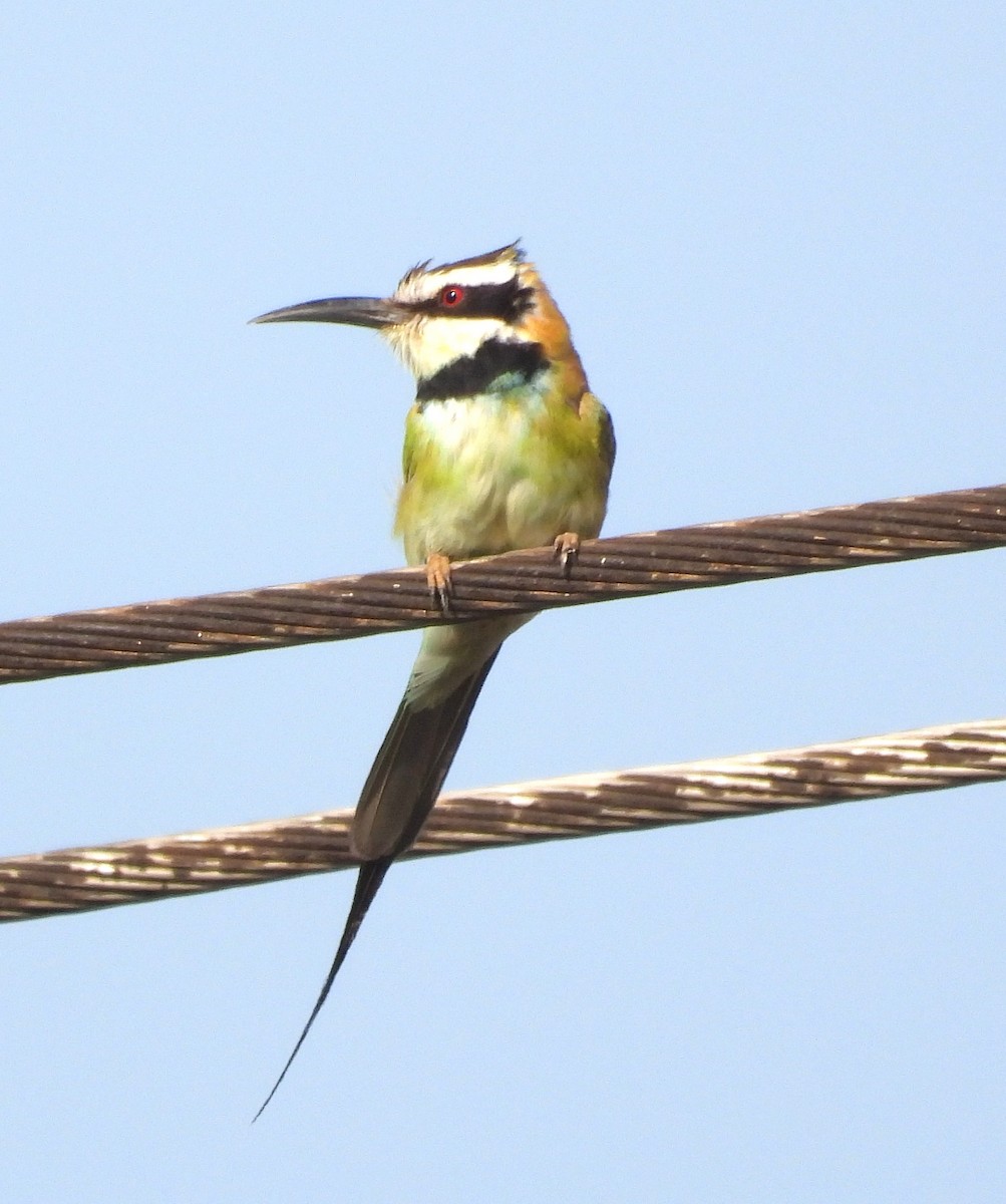 White-throated Bee-eater - ML622502824