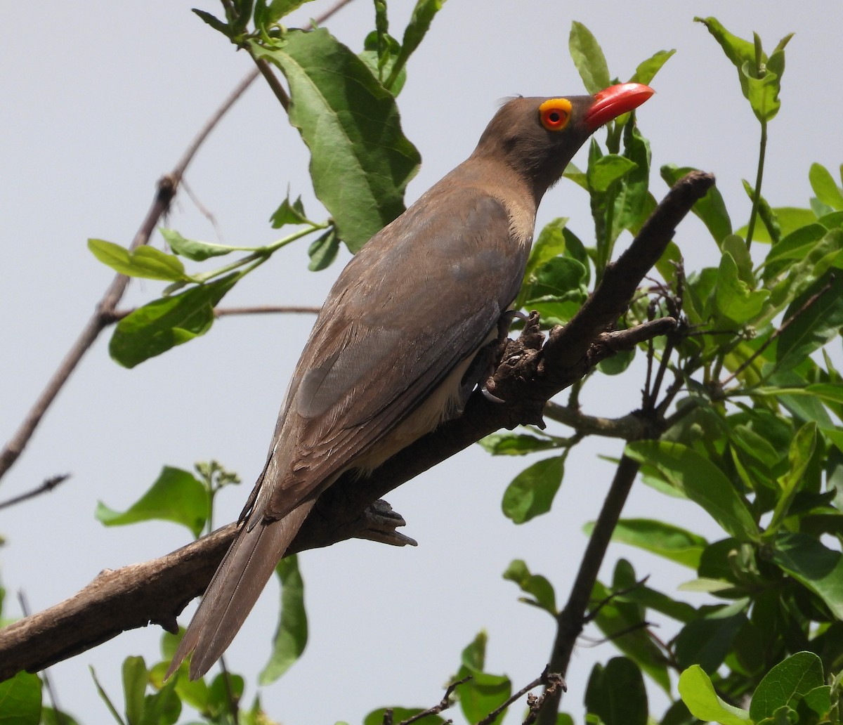 Red-billed Oxpecker - ML622502882