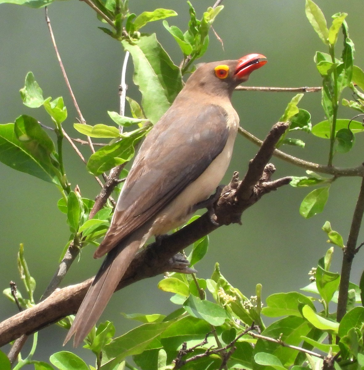 Red-billed Oxpecker - ML622502883