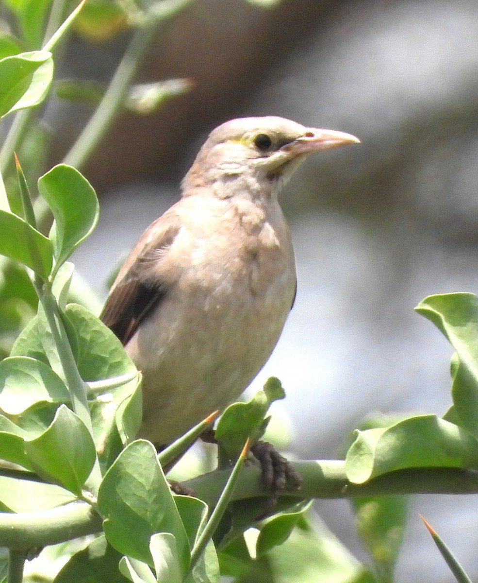 Wattled Starling - ML622502884