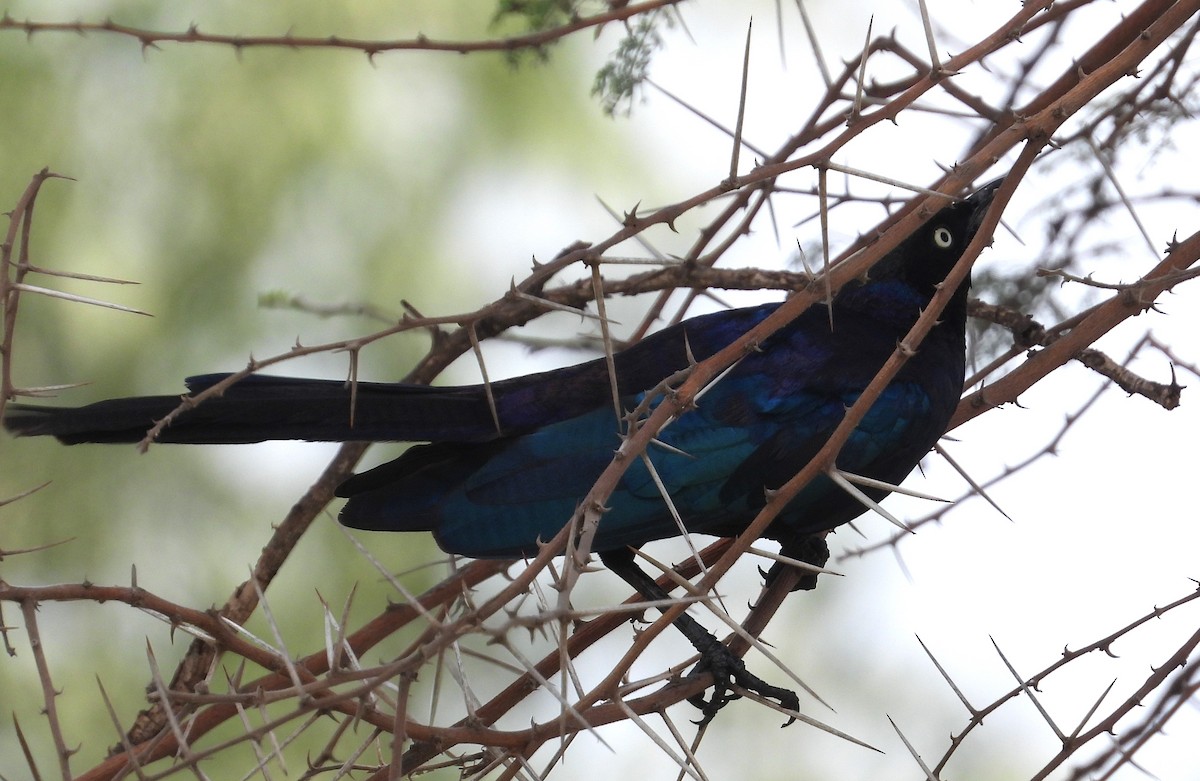 Rüppell's Starling - ML622502902