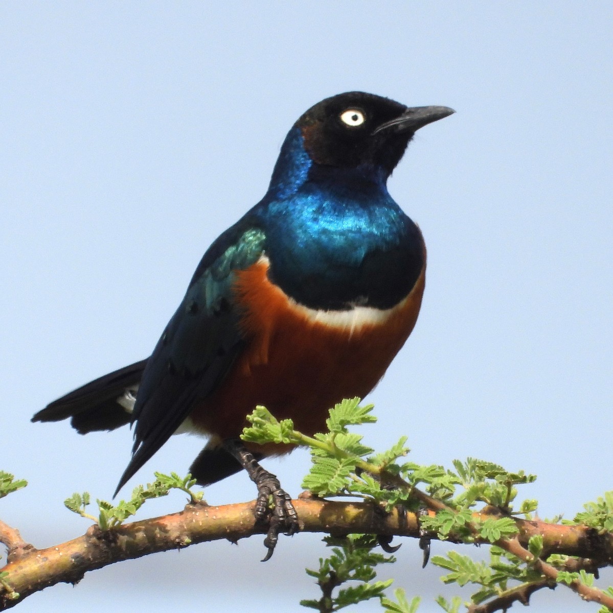 Superb Starling - ML622502905