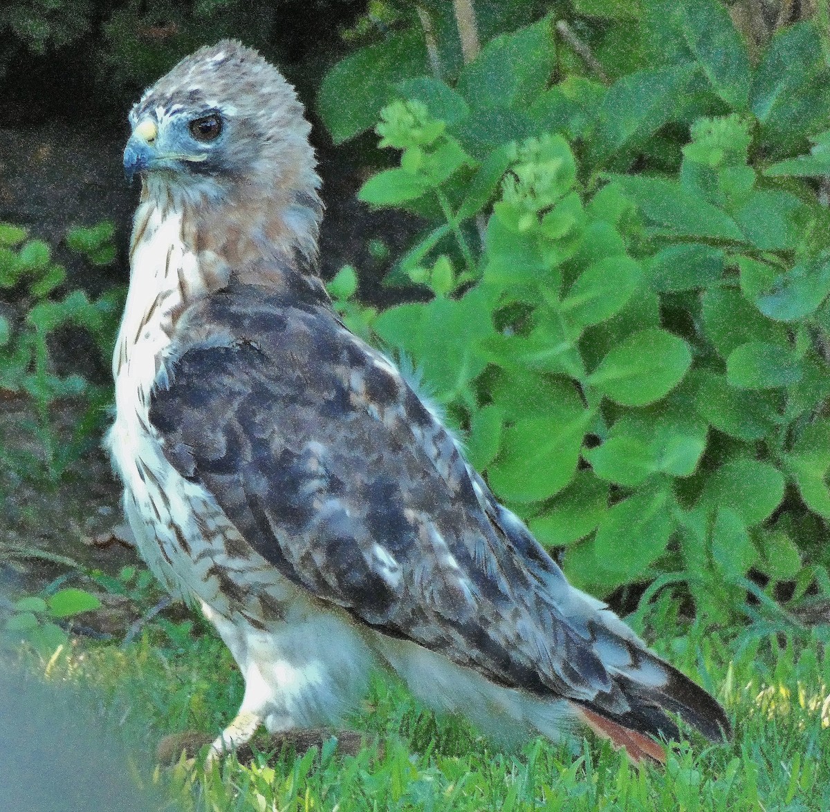 Red-tailed Hawk - ML622502912