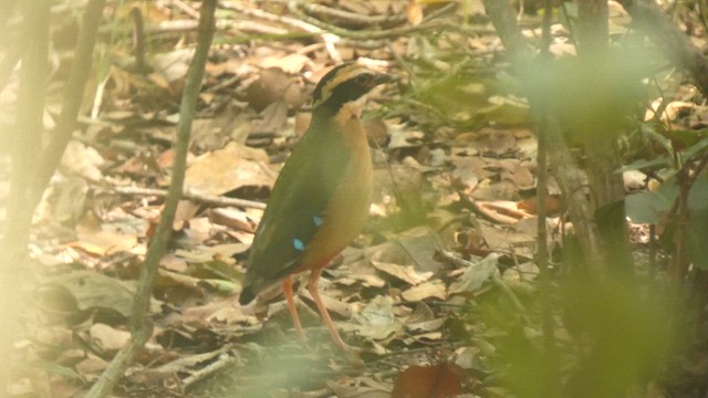 African Pitta - ML622502920