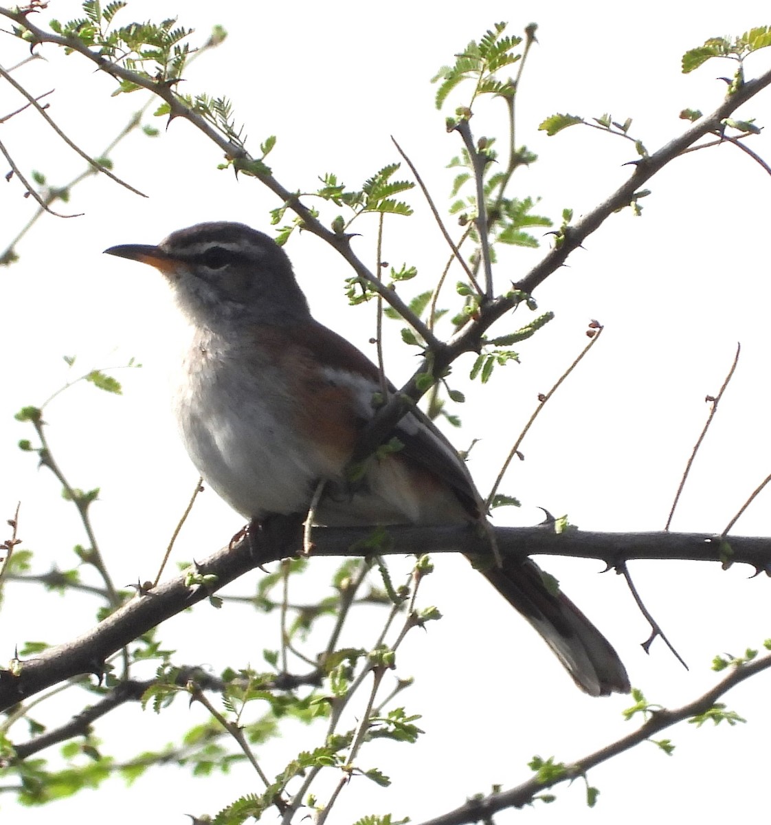 Red-backed Scrub-Robin - Rafael Berlanga