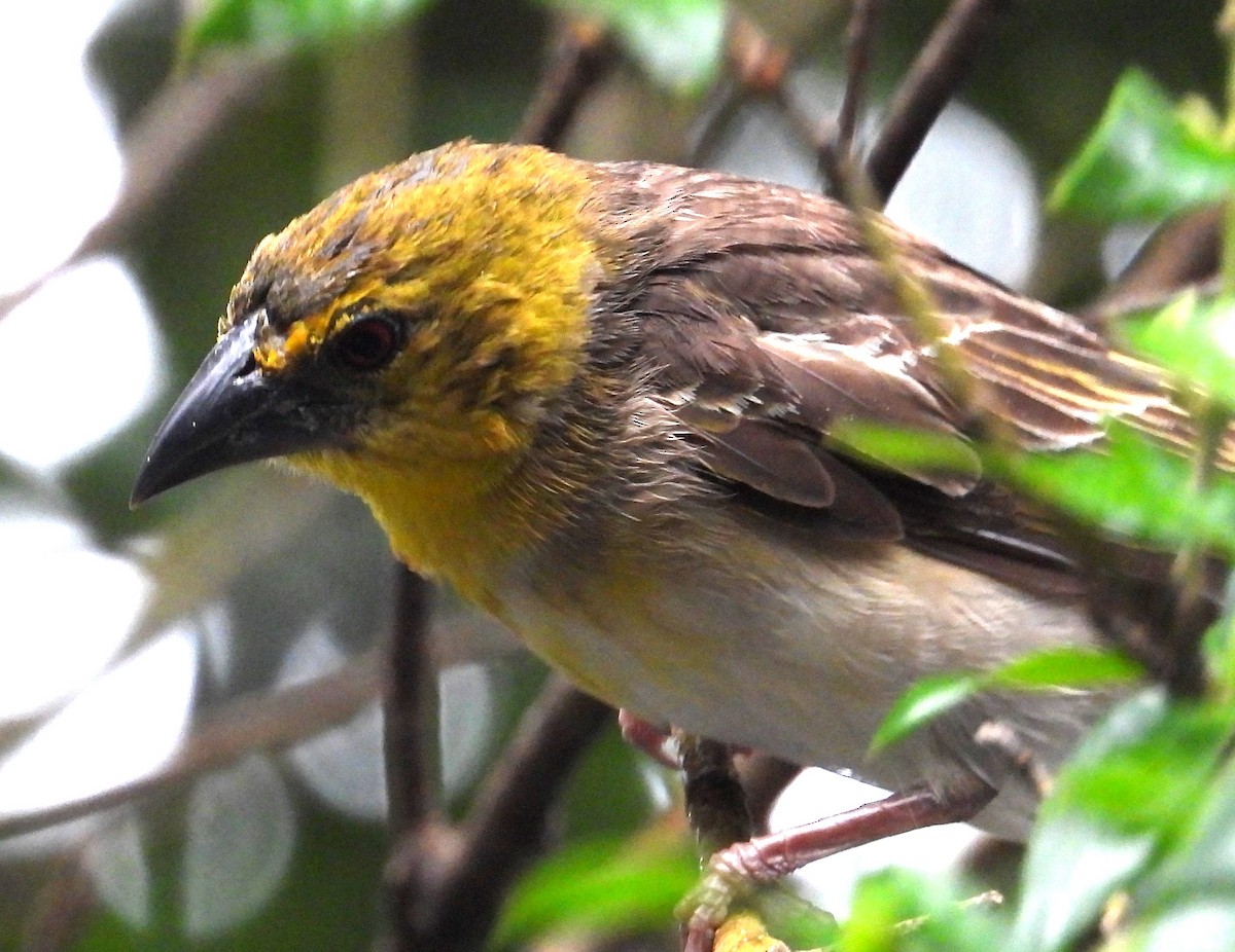 Village Weaver - ML622502954