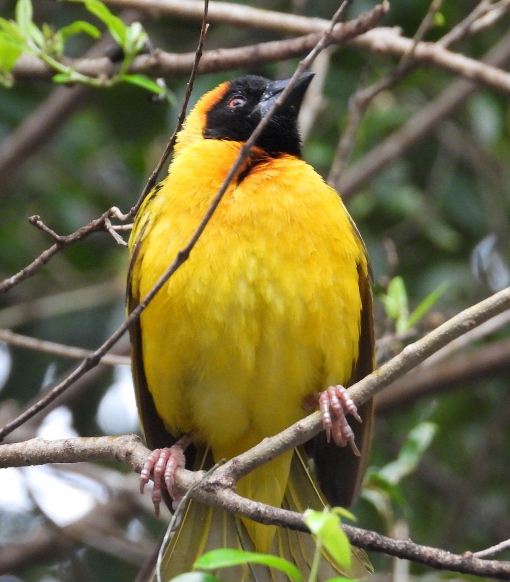 Village Weaver - ML622502956