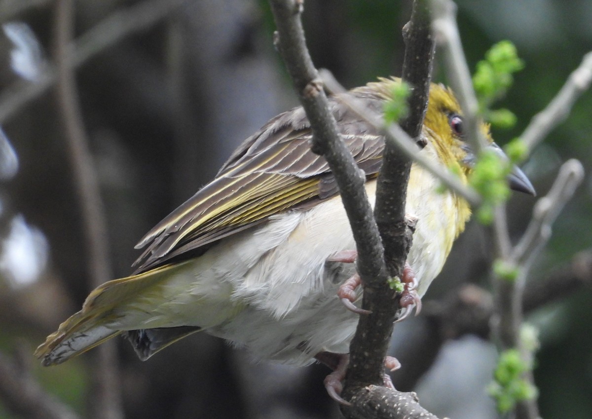 Village Weaver - ML622502957