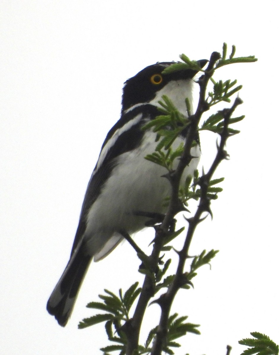 Western Black-headed Batis - ML622503085