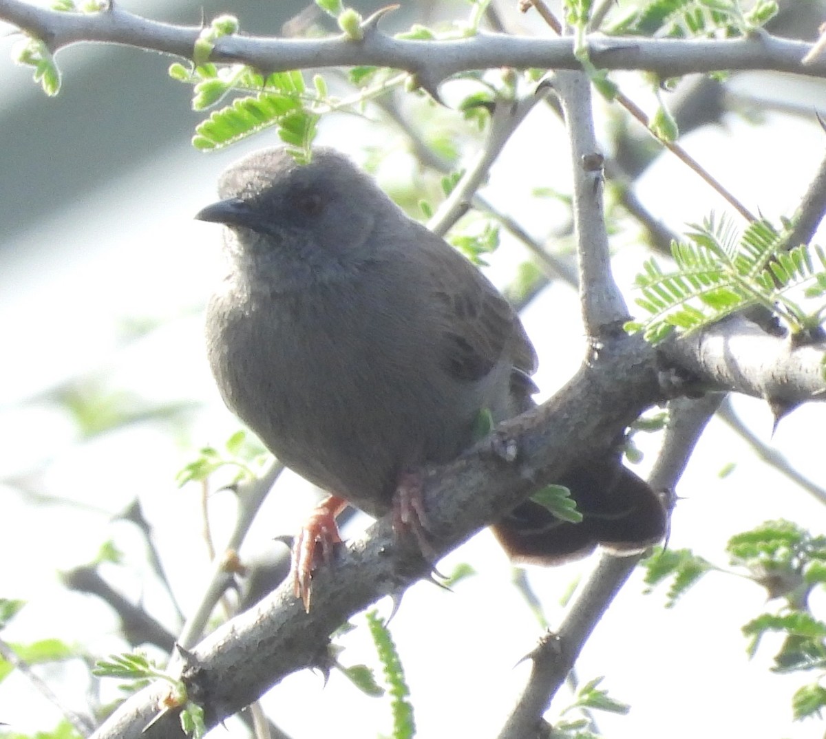 Gray Wren-Warbler - ML622503109