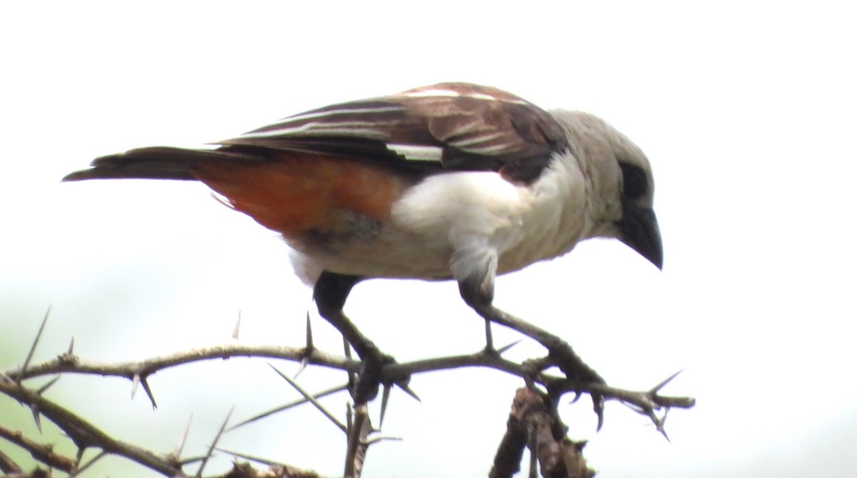 White-headed Buffalo-Weaver - ML622503118