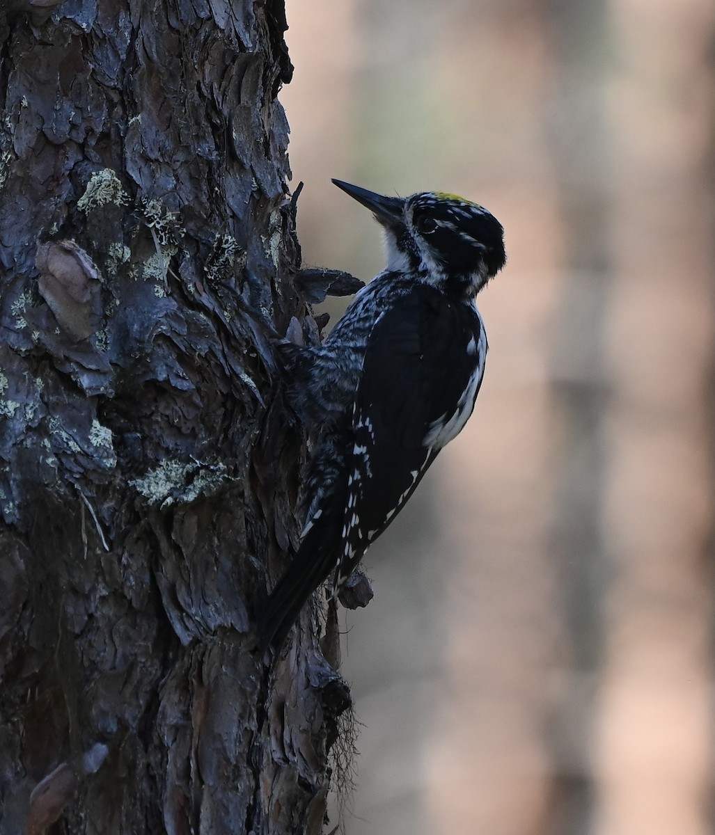 Eurasian Three-toed Woodpecker (Eurasian) - ML622503127