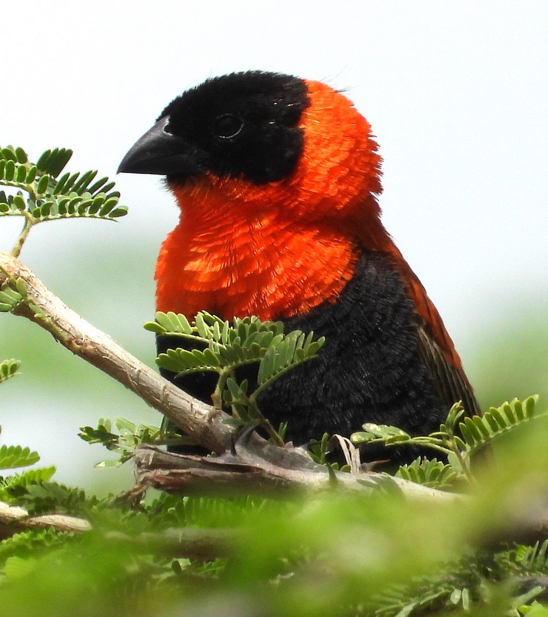 Northern Red Bishop - ML622503134