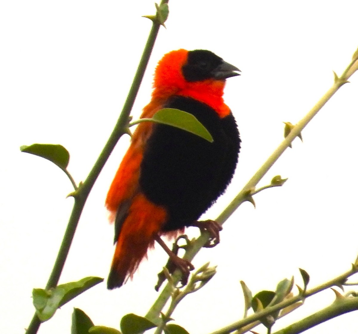 Northern Red Bishop - ML622503135