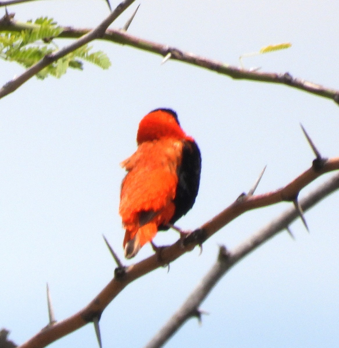 Northern Red Bishop - Rafael Berlanga