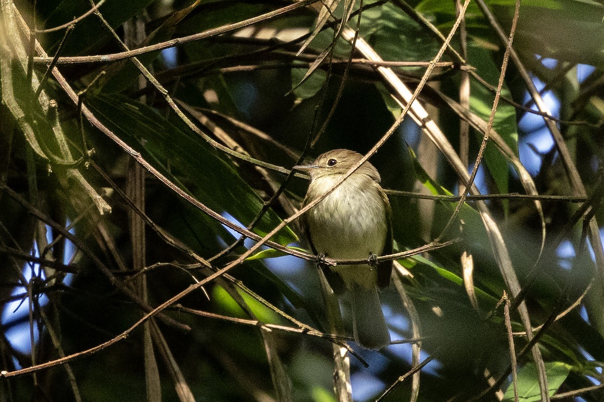 Euler's Flycatcher (Euler's) - ML622503152