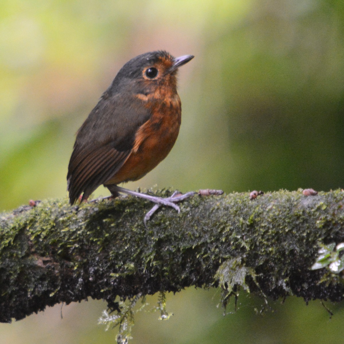 Slate-crowned Antpitta - ML622503262