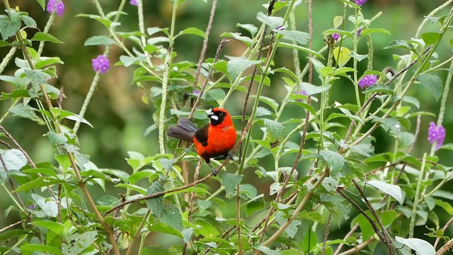 Masked Crimson Tanager - ML622503442