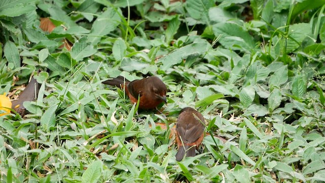 Silver-beaked Tanager - ML622503445