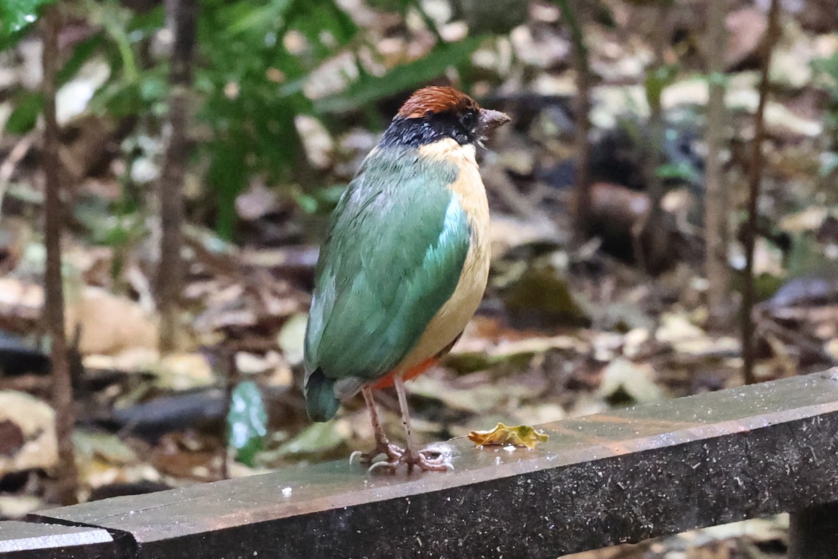 Noisy Pitta - ML622503446