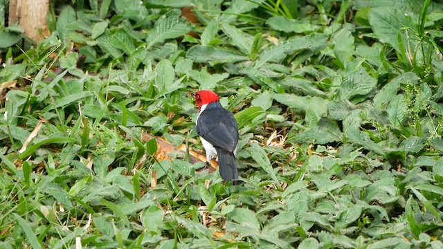 Red-capped Cardinal - ML622503447