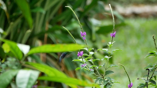Fork-tailed Woodnymph - ML622503459