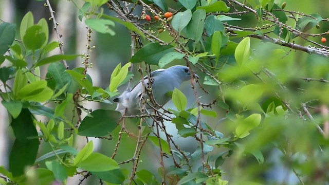 Blue-gray Tanager - ML622503496