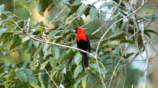 Masked Crimson Tanager - ML622503502