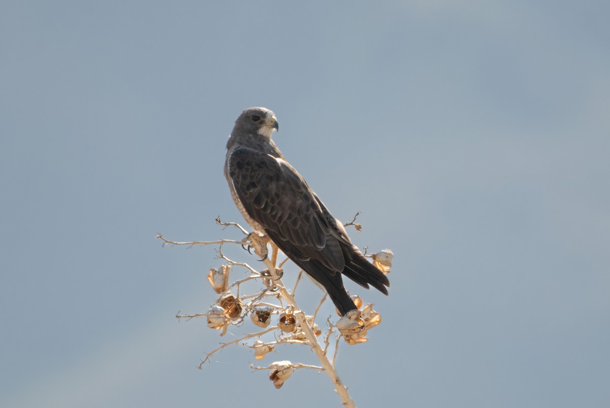 Swainson's Hawk - ML622503522