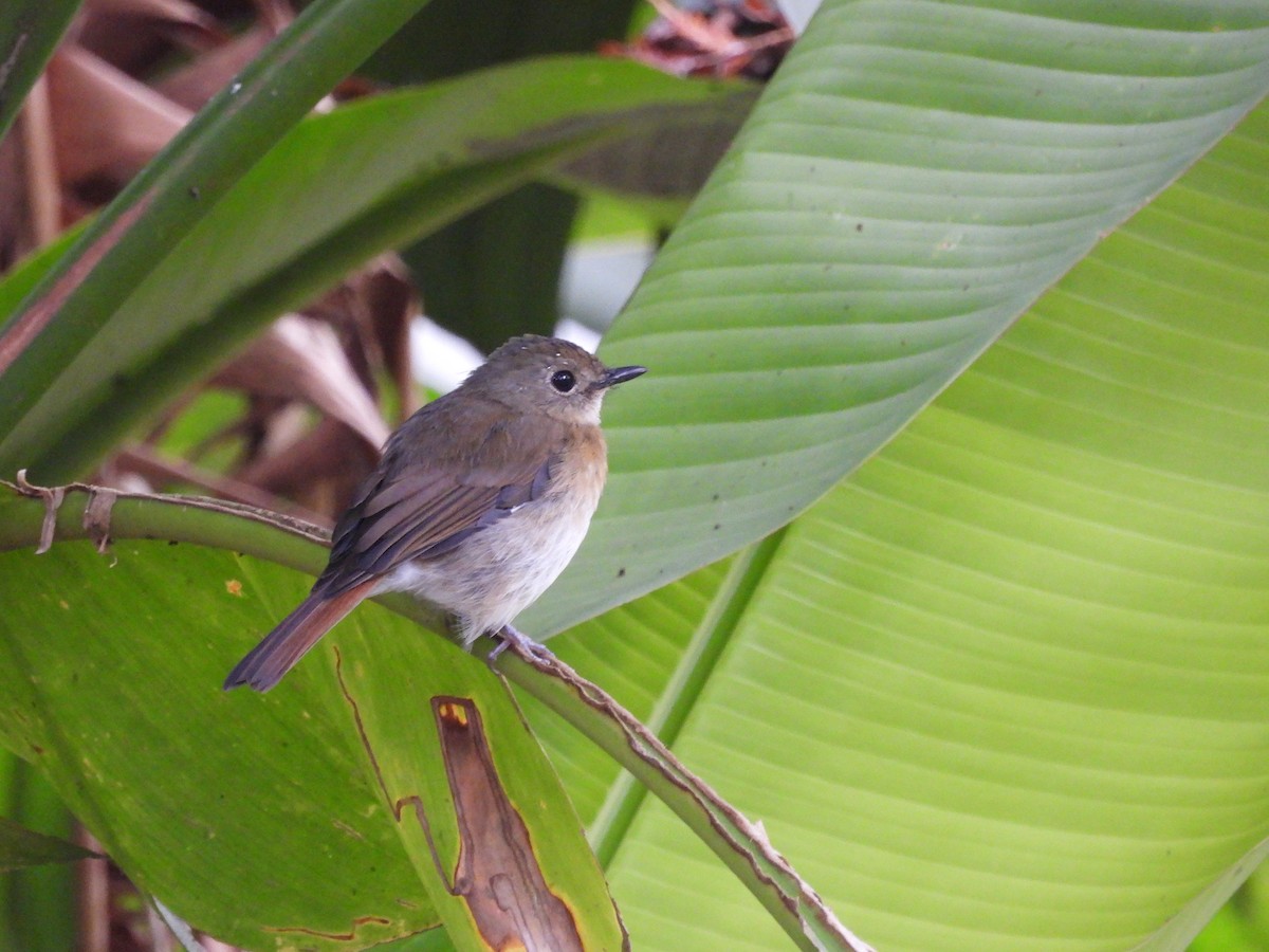 Fulvous-chested Jungle Flycatcher - ML622503526