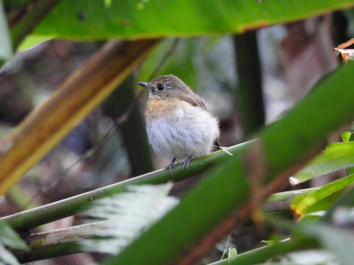 Fulvous-chested Jungle Flycatcher - ML622503528