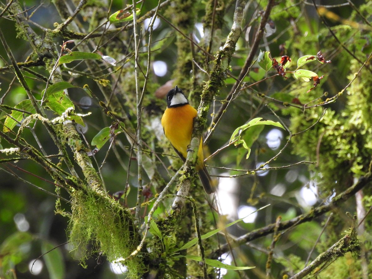 Rusty-breasted Whistler (Rusty-breasted) - ML622503532