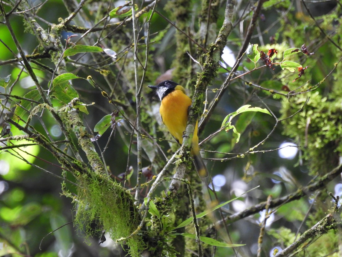 Rusty-breasted Whistler (Rusty-breasted) - ML622503534