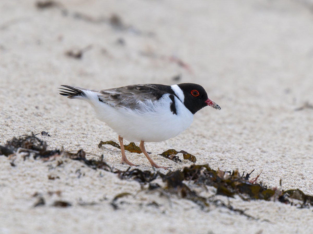 Hooded Plover - ML622503545