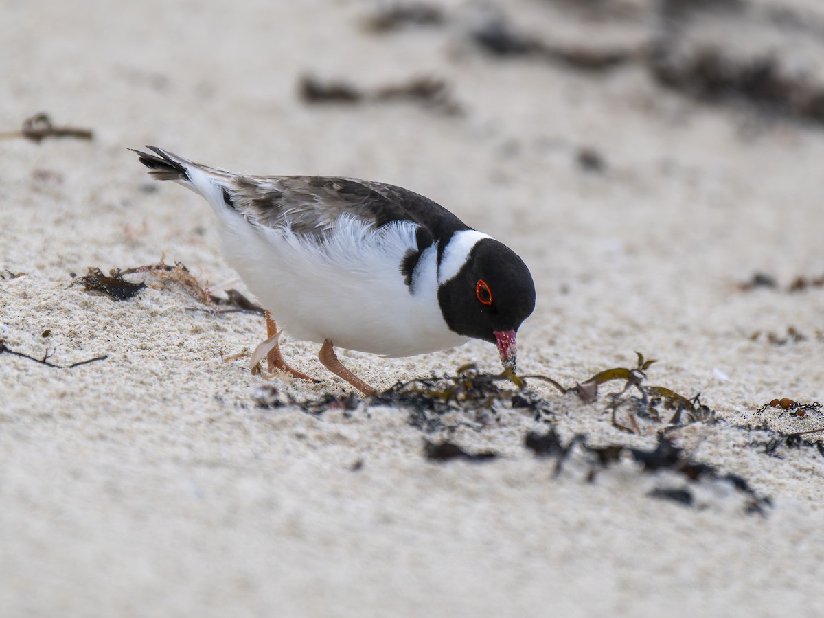 Hooded Plover - ML622503546