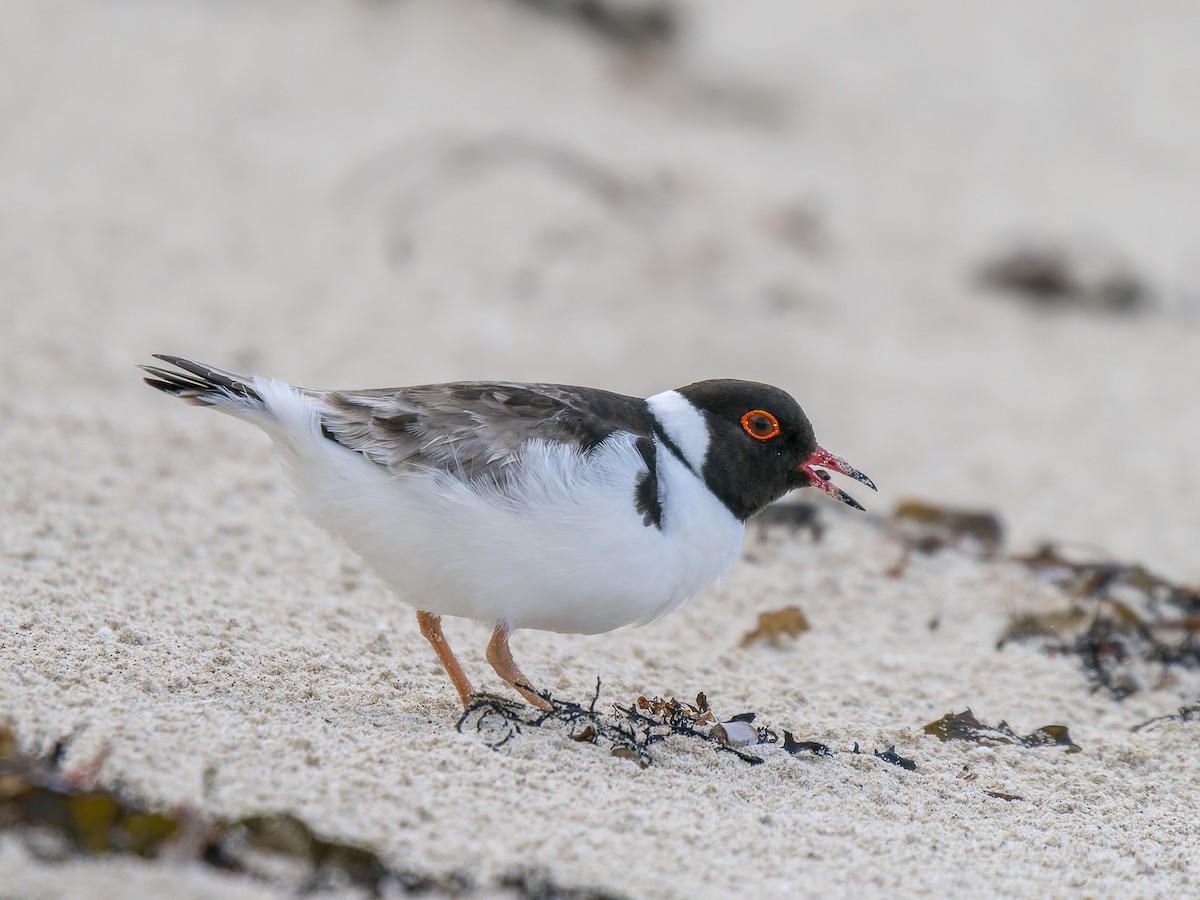 Hooded Plover - ML622503547