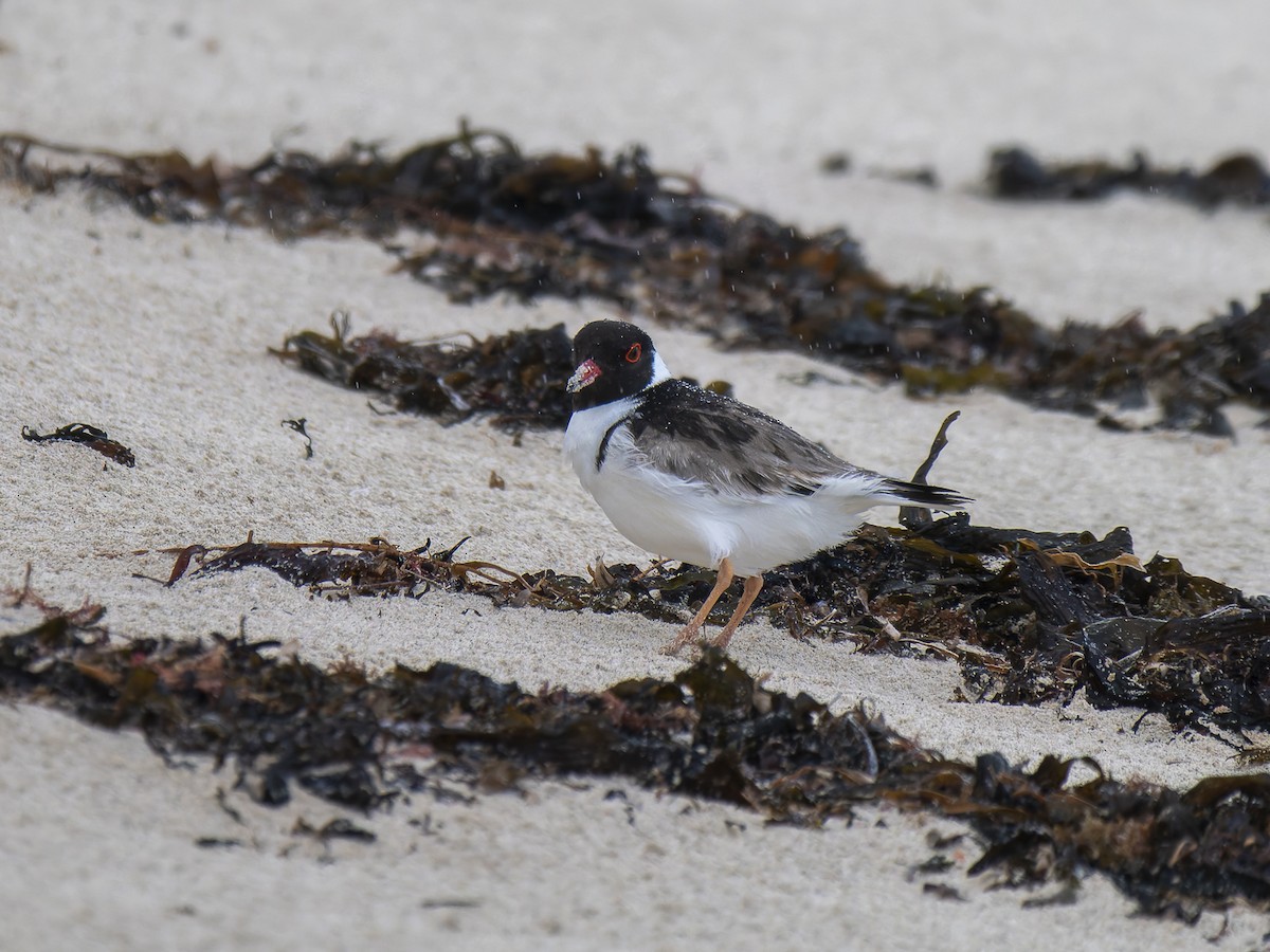 Hooded Plover - ML622503548