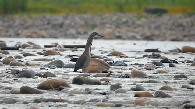 Fasciated Tiger-Heron - ML622503561