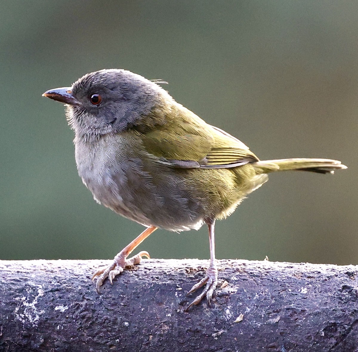 Dusky Chlorospingus - Gino Ellison