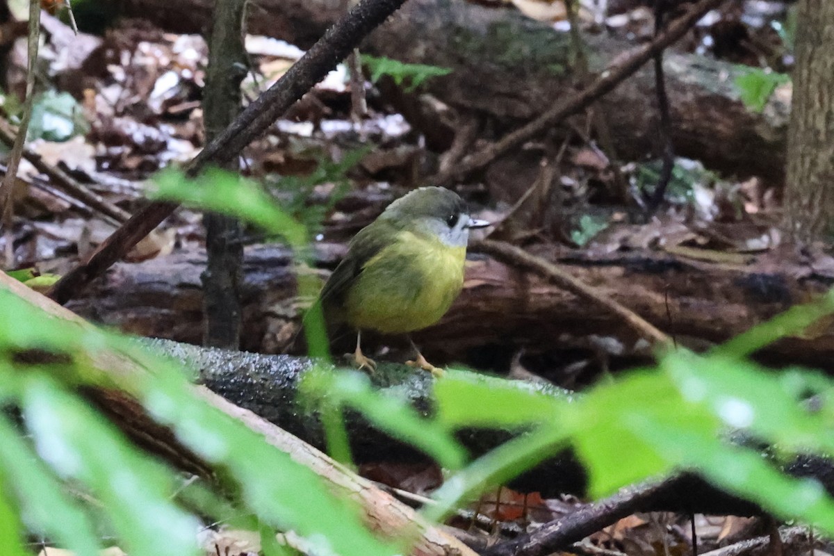 Pale-yellow Robin - ML622503657