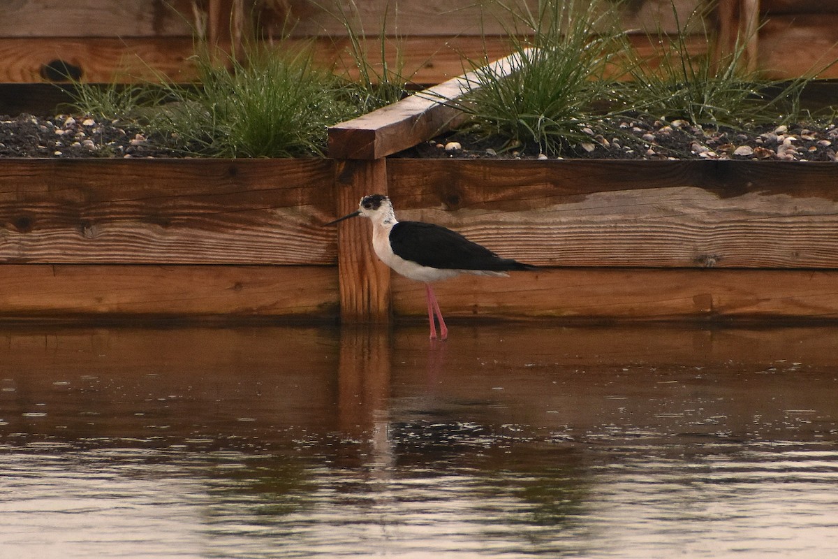 Black-winged Stilt - ML622503741