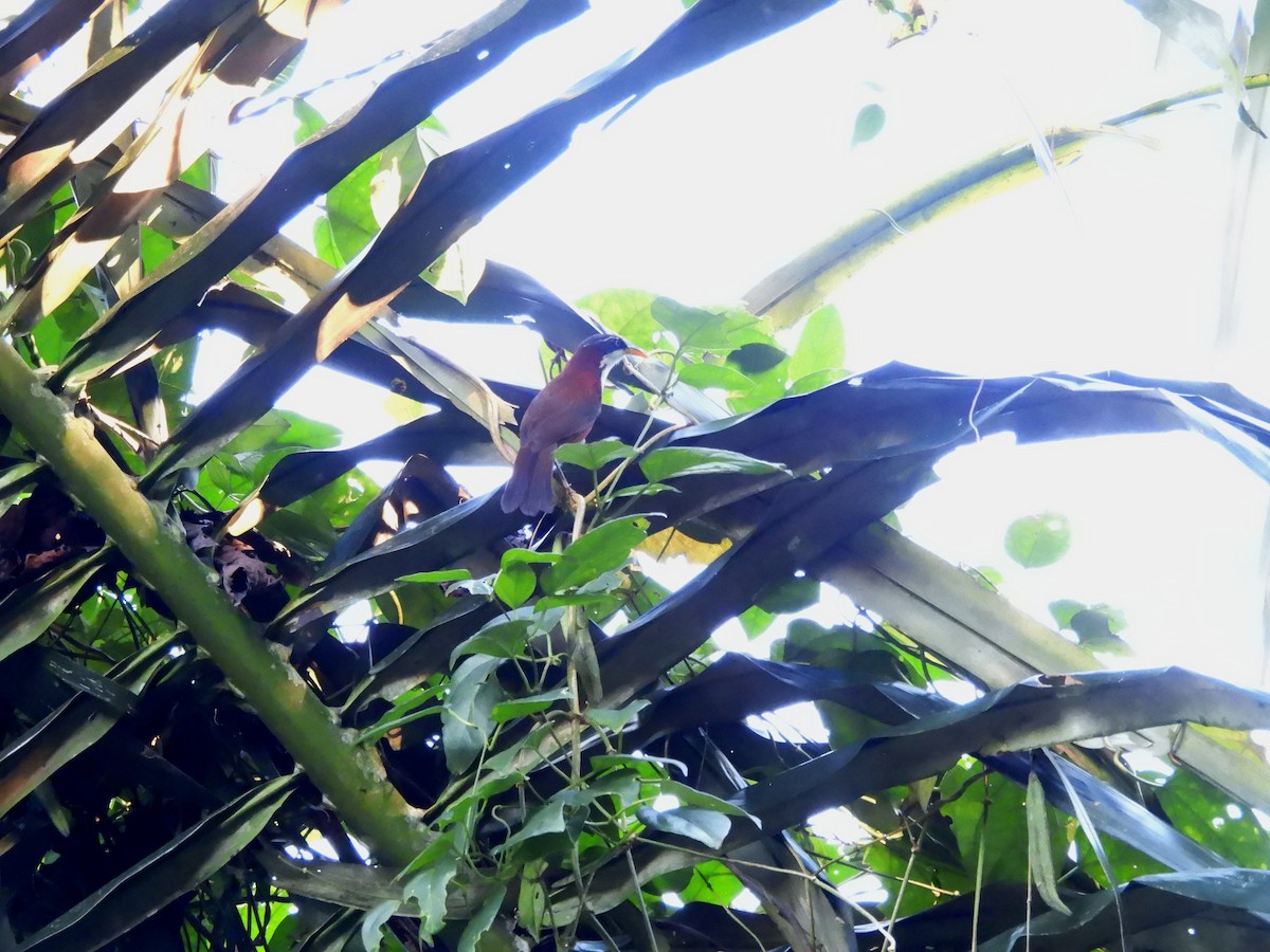 Javan Scimitar-Babbler - ML622503768