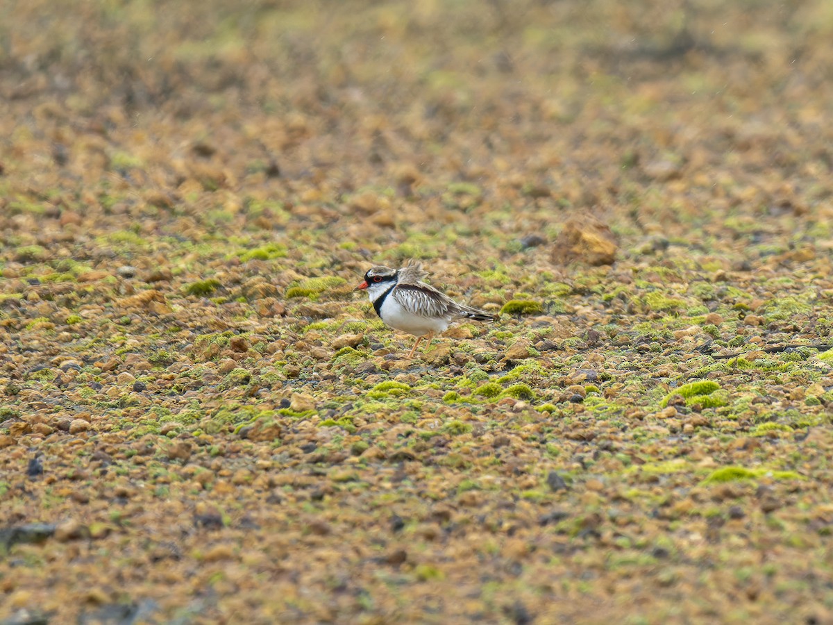 Black-fronted Dotterel - ML622503883