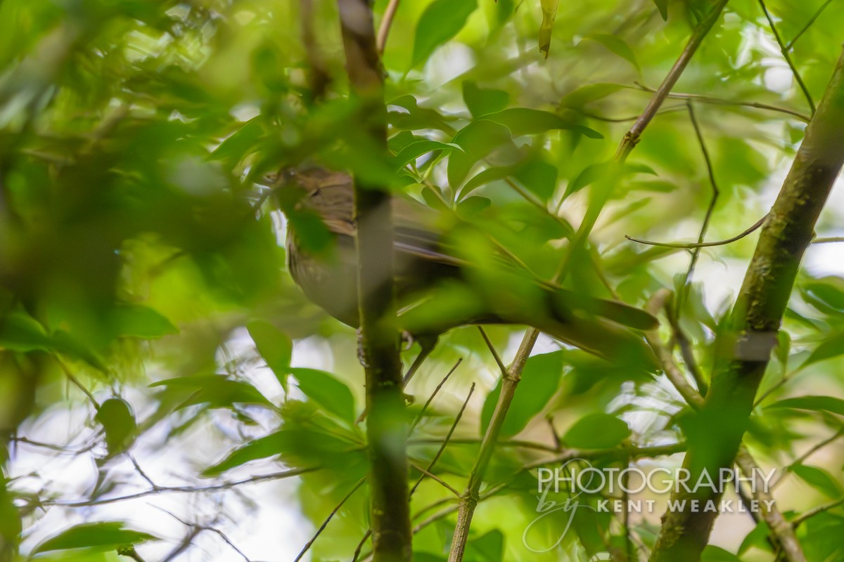 Mountain Thrush - ML622504047