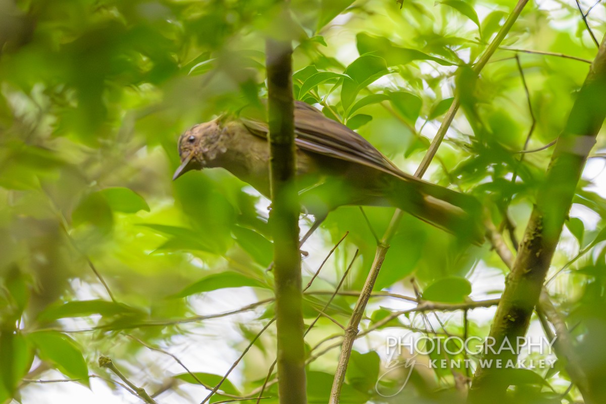 Mountain Thrush - ML622504048