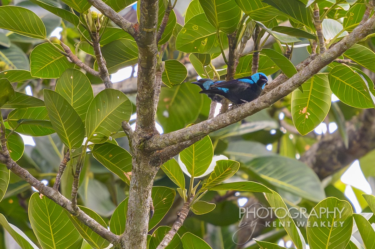 Scarlet-thighed Dacnis - ML622504053